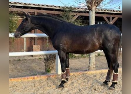 PRE Mix, Ogier, 3 lat, 166 cm, Kara