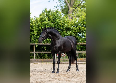 PRE Mix, Ogier, 3 lat, 166 cm, Kara
