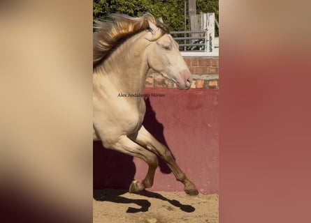 PRE Mix, Ogier, 3 lat, 166 cm, Perlino