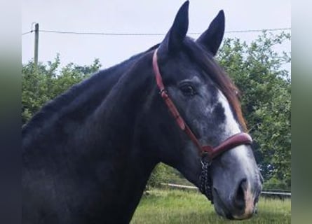 PRE Mix, Ogier, 3 lat, 166 cm, Siwa