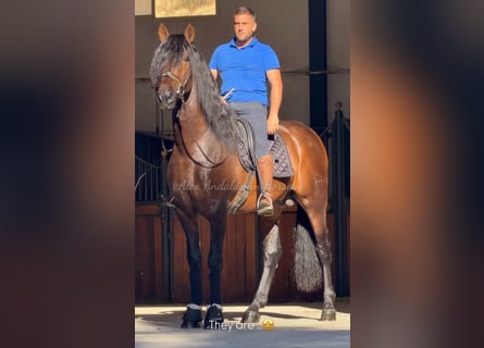 PRE Mix, Ogier, 3 lat, 167 cm, Ciemnogniada