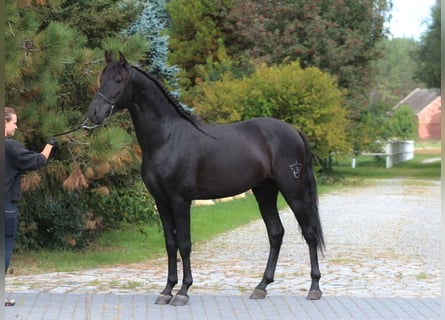 PRE, Ogier, 3 lat, 167 cm, Kara