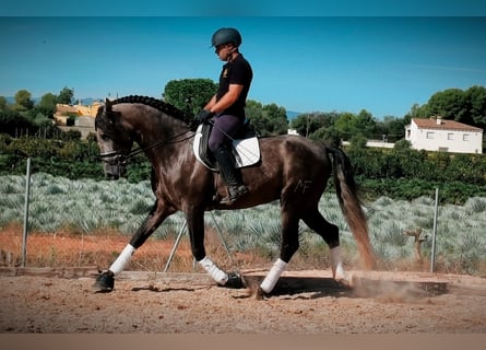 PRE, Ogier, 3 lat, 167 cm, Karosiwa
