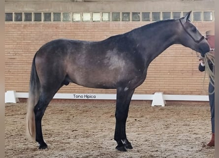 PRE Mix, Ogier, 3 lat, 167 cm, Siwa