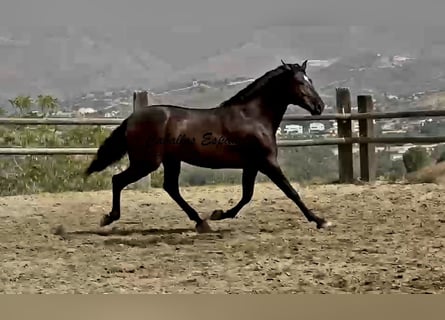 PRE Mix, Ogier, 3 lat, 169 cm, Kara