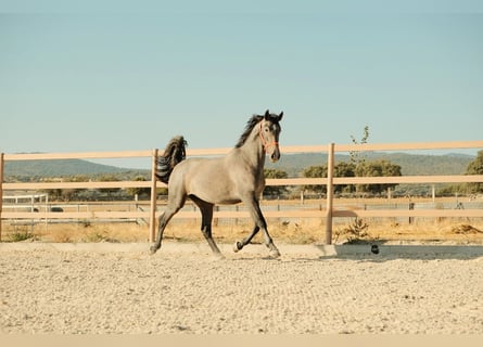 PRE Mix, Ogier, 3 lat, 170 cm, Siwa