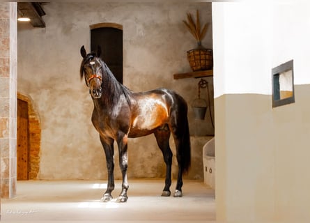 PRE Mix, Ogier, 3 lat, 171 cm, Dunalino