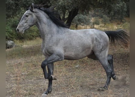 PRE, Ogier, 3 lat, 174 cm, Siwa