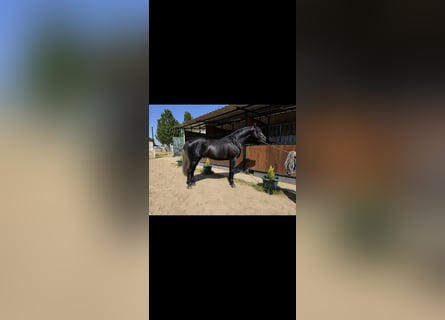 PRE, Ogier, 3 lat, 175 cm, Siwa