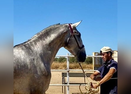 PRE, Ogier, 3 lat, 175 cm, Siwa
