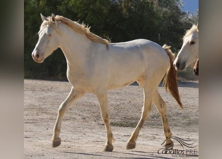 PRE, Ogier, 3 lat, Perlino