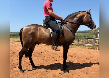 PRE Mix, Ogier, 4 lat, 150 cm, Jelenia
