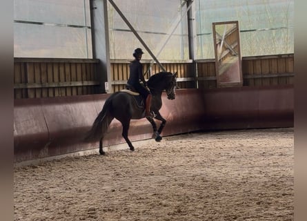 PRE Mix, Ogier, 4 lat, 158 cm, Karosiwa