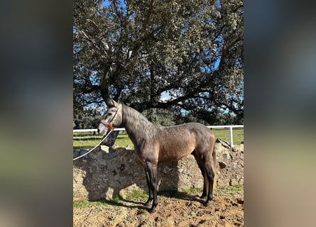 PRE Mix, Ogier, 4 lat, 158 cm, Siwa