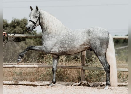 PRE Mix, Ogier, 4 lat, 158 cm, Siwa