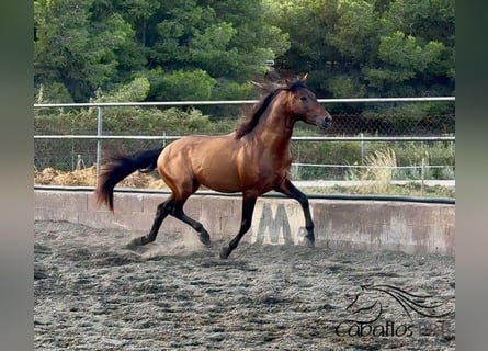 PRE Mix, Ogier, 4 lat, 159 cm, Gniada