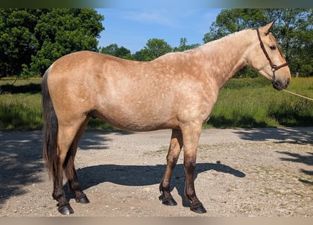 PRE, Ogier, 4 lat, 160 cm, Bułana