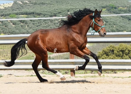 PRE, Ogier, 4 lat, 160 cm, Gniada