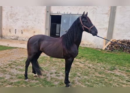 PRE Mix, Ogier, 4 lat, 160 cm, Kara