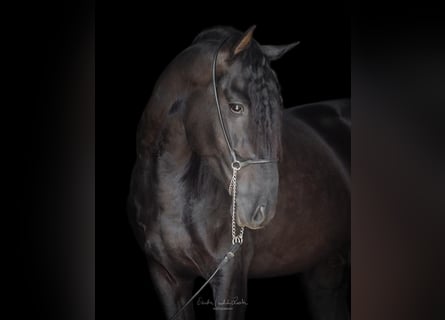 PRE Mix, Ogier, 4 lat, 160 cm, Kara