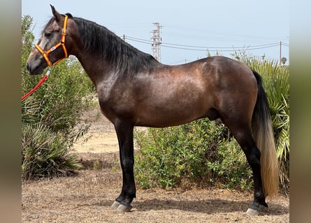 PRE, Ogier, 4 lat, 161 cm, Formy Brown Falb