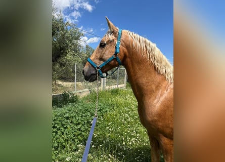 PRE, Ogier, 4 lat, 161 cm, Izabelowata