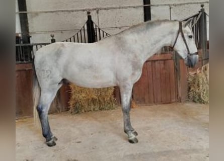 PRE Mix, Ogier, 4 lat, 161 cm, Siwa