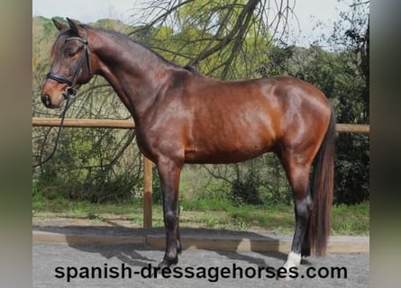 PRE Mix, Ogier, 4 lat, 162 cm, Ciemnogniada