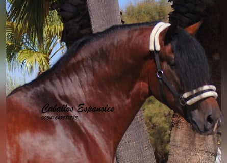 PRE Mix, Ogier, 4 lat, 162 cm, Gniada