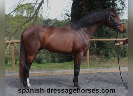 PRE Mix, Ogier, 4 lat, 162 cm, Gniada