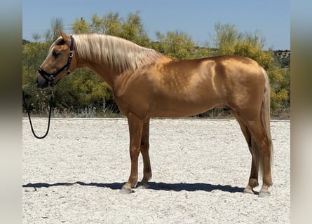 PRE, Ogier, 4 lat, 162 cm, Izabelowata