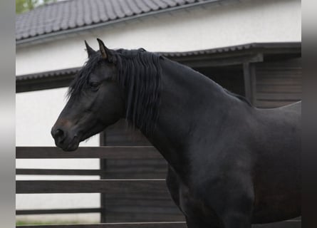 PRE, Ogier, 4 lat, 163 cm, Ciemnogniada