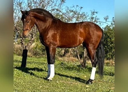 PRE Mix, Ogier, 4 lat, 163 cm, Gniada