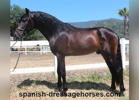 PRE Mix, Ogier, 4 lat, 164 cm, Ciemnogniada