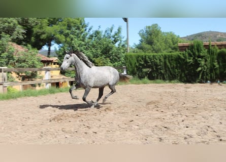 PRE, Ogier, 4 lat, 164 cm, Siwa jabłkowita