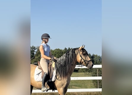 PRE Mix, Ogier, 4 lat, 165 cm, Bułana