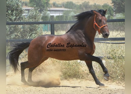 PRE Mix, Ogier, 4 lat, 165 cm, Gniada