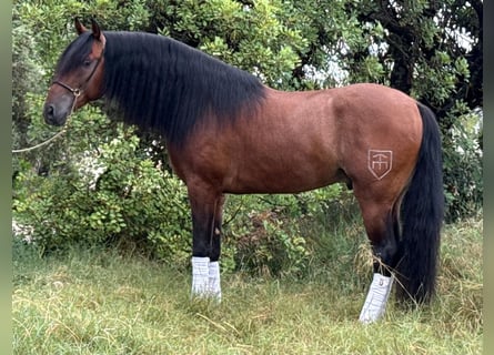 PRE Mix, Ogier, 4 lat, 165 cm, Gniada