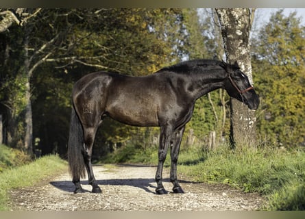 PRE, Ogier, 4 lat, 165 cm, Kara