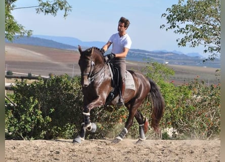 PRE Mix, Ogier, 4 lat, 165 cm, Kara
