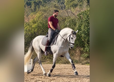 PRE Mix, Ogier, 4 lat, 165 cm, Siwa