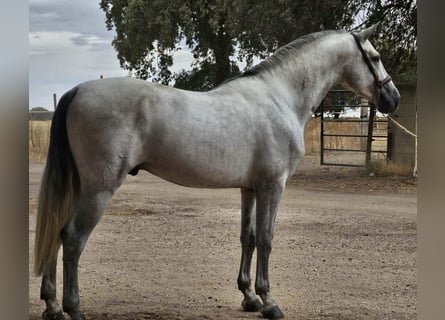 PRE Mix, Ogier, 4 lat, 165 cm, Siwa