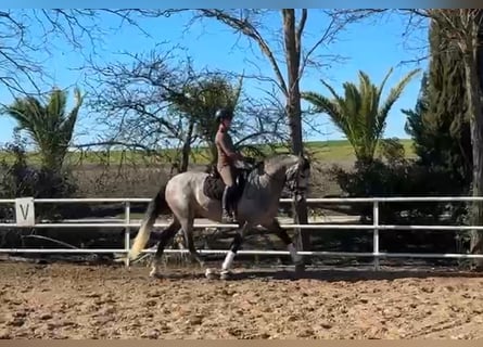 PRE, Ogier, 4 lat, 166 cm, Siwa