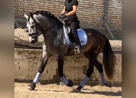 PRE Mix, Ogier, 4 lat, 167 cm, Karosiwa