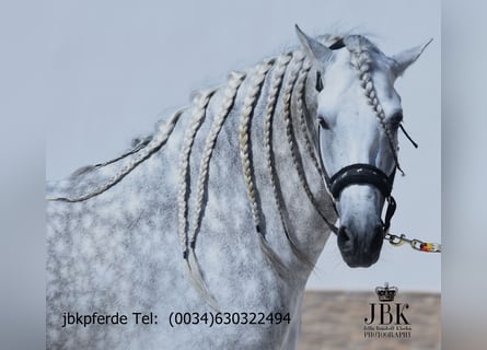 PRE Mix, Ogier, 4 lat, 167 cm, Siwa