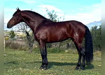 PRE Mix, Ogier, 4 lat, 168 cm, Ciemnogniada