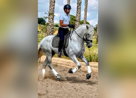PRE, Ogier, 4 lat, 168 cm, Siwa