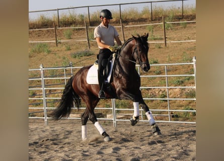 PRE Mix, Ogier, 4 lat, 170 cm, Ciemnogniada