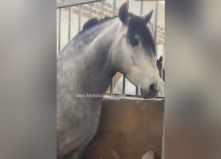 PRE Mix, Ogier, 4 lat, 170 cm, Siwa