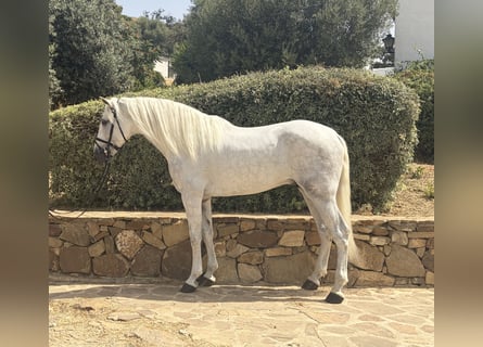 PRE Mix, Ogier, 4 lat, 170 cm, Siwa